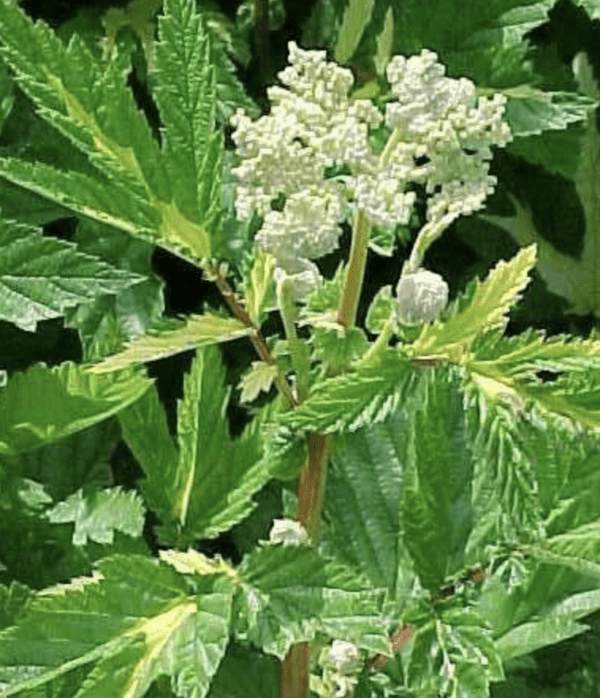 Queen of the Meadow - Filipendula ulmaria Variegata (gallon pot)